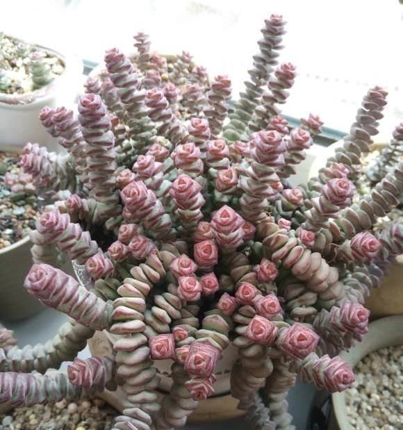 狠心|钱串掉叶子,主干成了“黑杆”,狠心剪几刀,重新上盆栽种