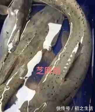 充气艇|这种是我国最贵的淡水鱼品种之一,很多人即使钓到都舍不得吃