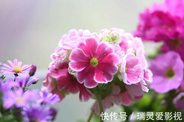 蜀葵|几种花养家里,好养又漂亮,漂亮花朵,寓意吉祥美极了