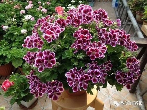 别养绿萝吊兰了,3种花剪根枝,插水里能活,开花一大片!