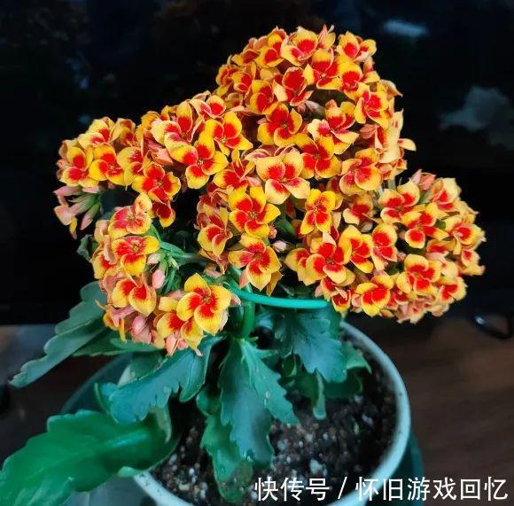 蟹爪兰|这花不能换盆，现在一动土，小命不保！