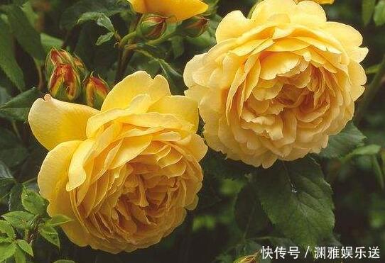 金色|家里养盆“黄金花”开花金灿灿,比桂花香,比玫瑰美,养上超值