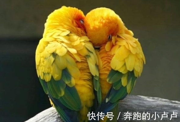 占卜|灵签占卜：你觉得哪对鸟最恩爱，测你和另一半白头到老的可能性