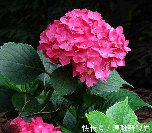 浇水|养菊花，不如养八仙花，以下3种养护妙招，鲜艳又好看！