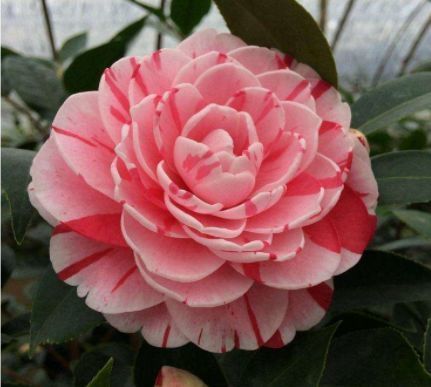 家里阳台必养此款花卉,给水就疯长,开花一簇簇,好养又漂亮