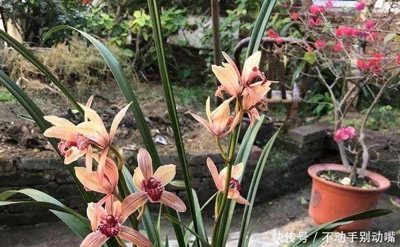 兰花|养兰花,牢记一个字,开花够豪气!