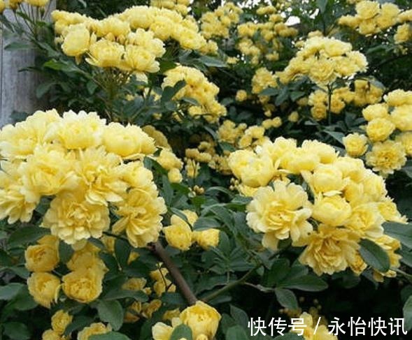 花友|阳台再小，也要养棵“香水花”，皮实好养颜值高，适合新手