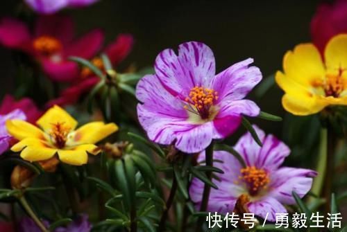 新手喜欢养护花卉，就养容易开花爆盆，花期长的花卉，花开花色艳