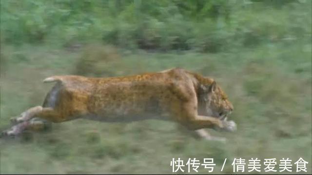 老虎&神农架相传出现过“过山黄”,体型在老虎之上,以山间百兽为食