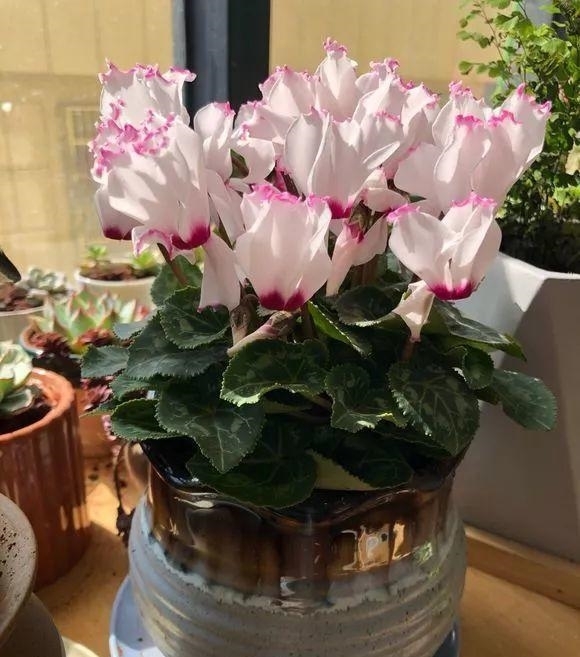 冬天养花“黄叶”怎么办？搞清楚“4个”原因，您的问题就能解决