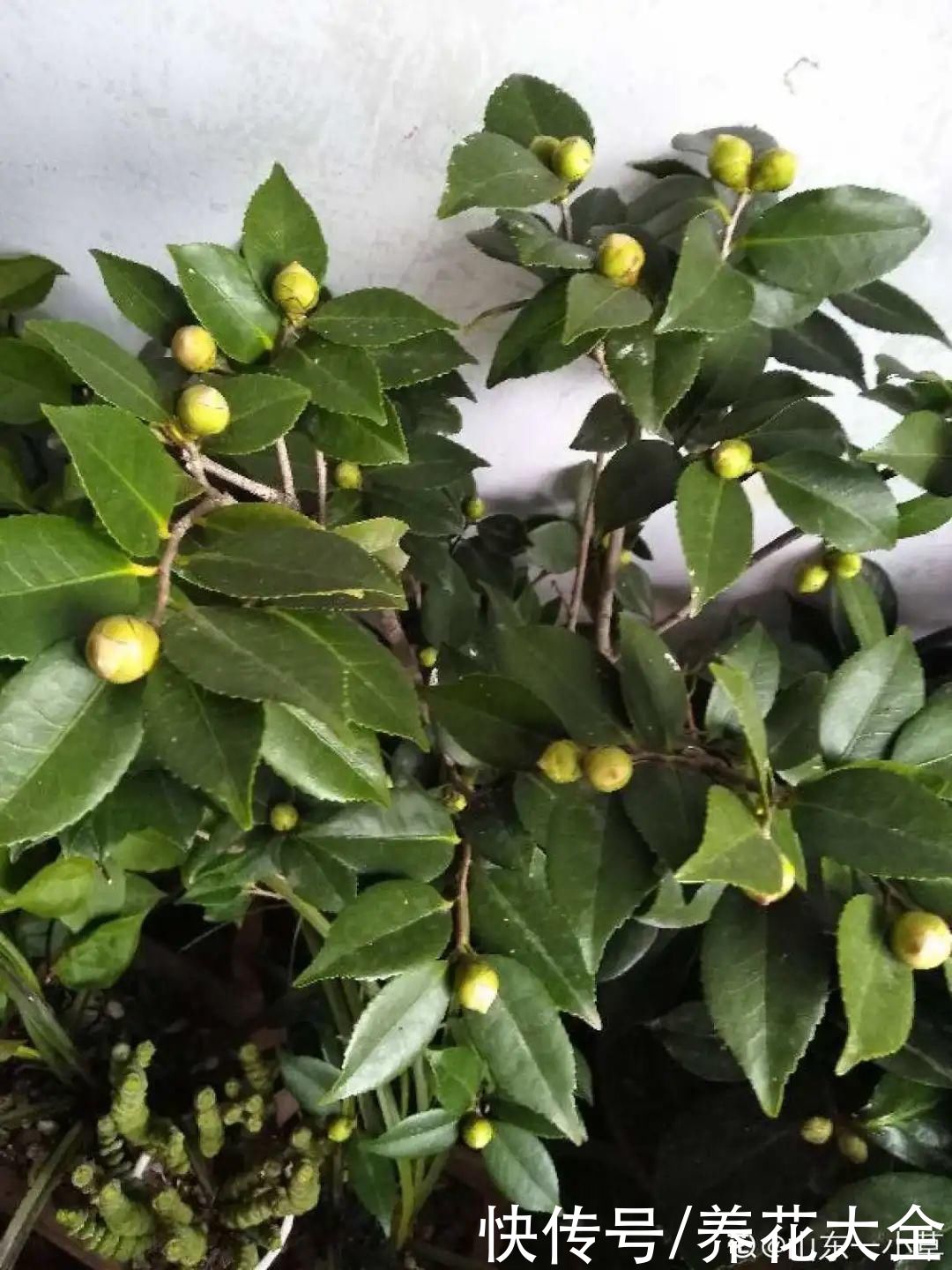 株形|7月必剪花,要抓紧时间,不然剪晚了不开花