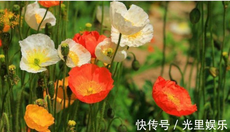 在家中养护花卉，就选择长势茂盛，花色艳丽，开花繁多的5种花卉