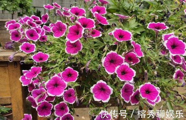 花盆|给花草换盆怕入坑掌握6处正确做法,再不用烦恼伤亡问题