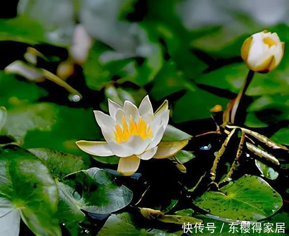 蓝雪花蓝雪花|老花匠夏天必养的3种花,长势旺不休眠,清新漂亮惹人爱