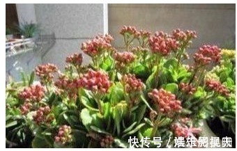 养花|养长寿花喂个“它”,小花苞钻个不停,40天呼呼就爆盆了