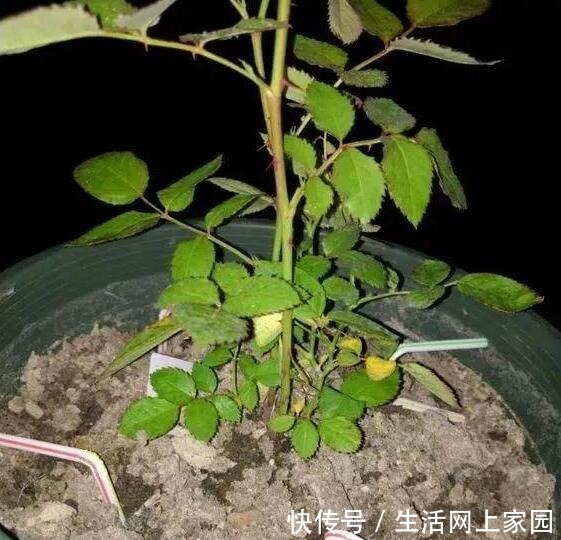 大妈把吸管筷子插花盆,解决了养花人的“2大难题”,朋友都效仿!