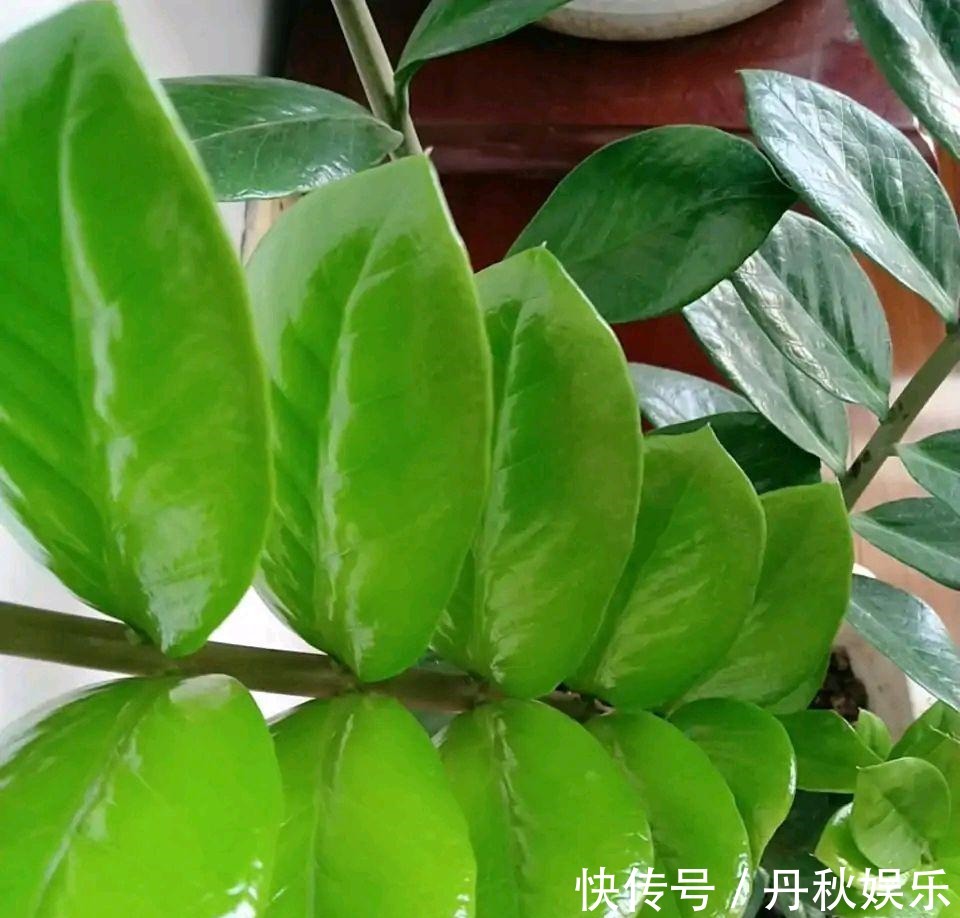 铜钱草|6种“聚财花”,养在家里好兆头,漂亮又大气,还有好运满满