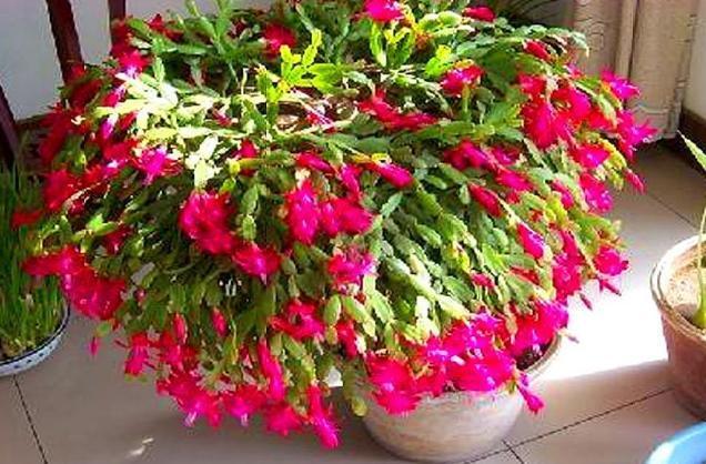 水溶肥|秋养君子兰、蟹爪兰、长寿花，注意这些，植物成长开花不受干扰