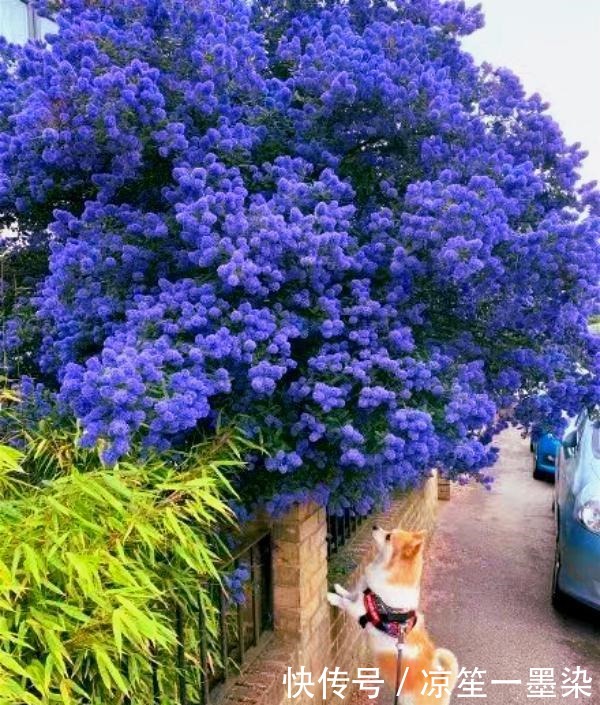 北方小院种棵它,开花比蓝雪花漂亮,耐寒好养活,美丽又梦幻!