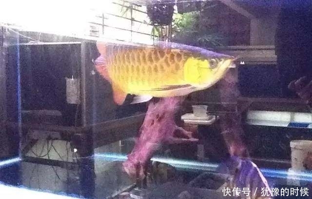 鱼缸和池还可以这样结合?只能说很有想法,有钱我也搞一个!