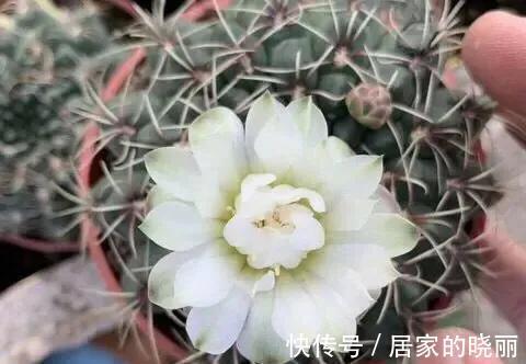 多肉界|此3种多肉植物开花不用剪，其中一种被称为多肉界的开花机器