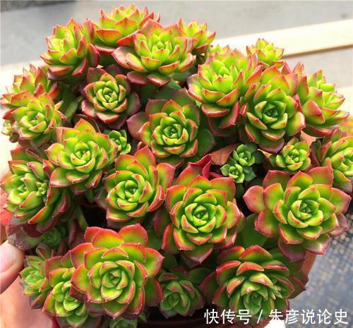 3种多肉植物,号称“爆崽小能手”,晒一晒上色美,容易群生爆崽