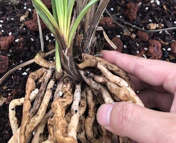 困恼盆栽兰花遭遇茎腐病这样预防、治疗,新手都能分分钟搞定