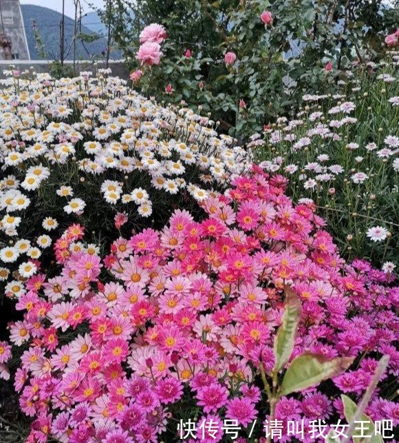 花了110块钱,买了100盆残花。捡便宜特开心,拿回家崩溃了!