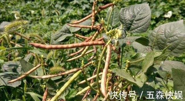 高产|绿豆清热解暑、润肠通便、降血压,掌握四点,种出优质高产的绿豆