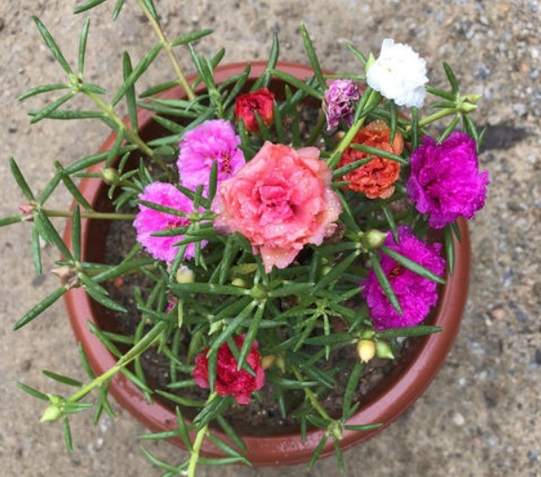 新手养花,都想养花期长,又容易爆盆的,那就首选“1种花”