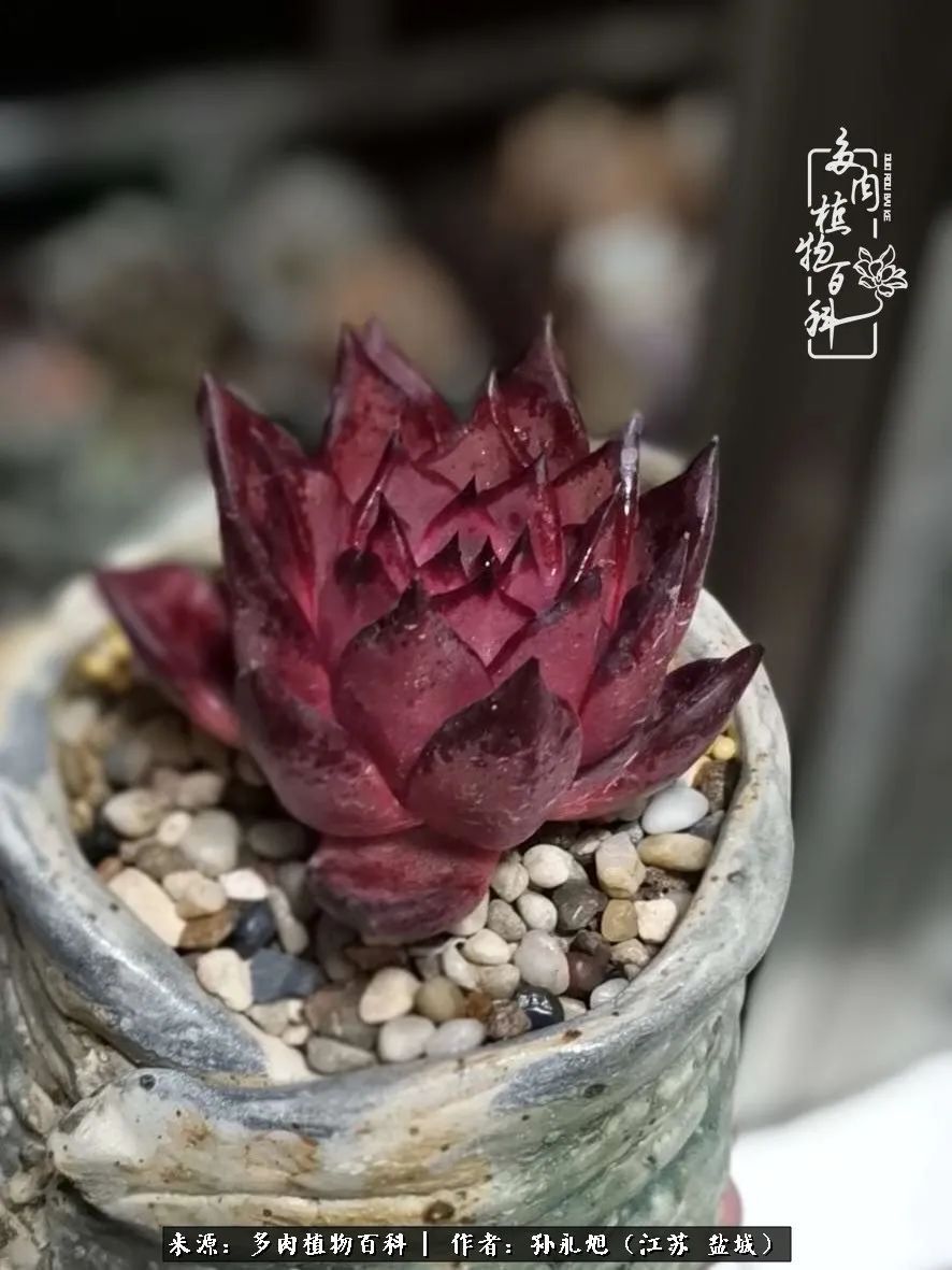 养多肉三年多九万里悟道，终归诗酒田园！