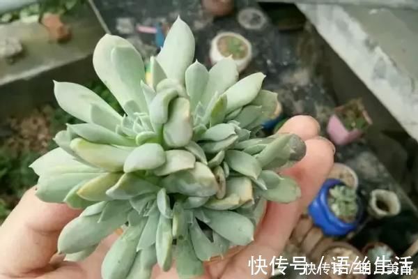 福娘|新人肉友慎入的这几款多肉，你了解多少，知道为什么吗？