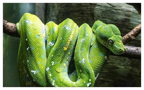 4类蛇的决战，所有蛇战无出其右，让您快速看懂！