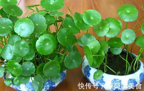 慢性肝病|10味名字带“草”的中药,是治肝病的良将!(涨知识)