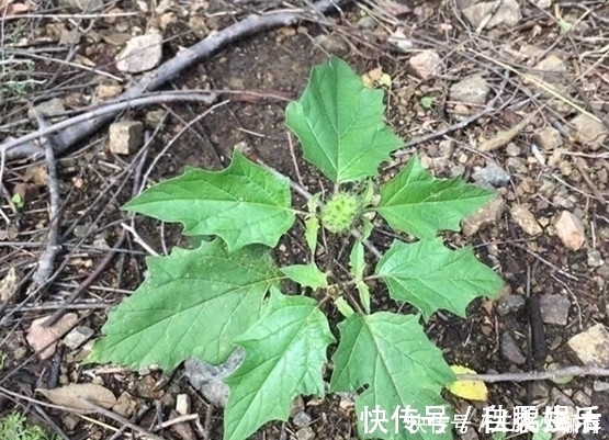 寒哮|农村生长的这种野生植物，花朵颜色不同，却有治疗寒哮的功效