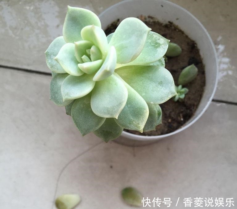 修剪|养花不能有的坏习惯,随心所欲养不好花,看看你中招几条