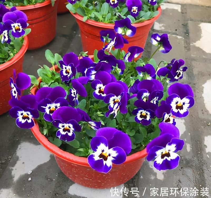 6种“冷艳”花,就爱寒冬开,越冷越娇艳,雍容又华丽