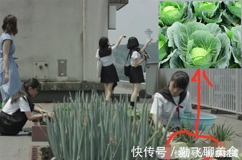 夜明前的琉璃色|一颗“卷心菜”难倒日本动画界,实在太假了,漫迷像一个绿球