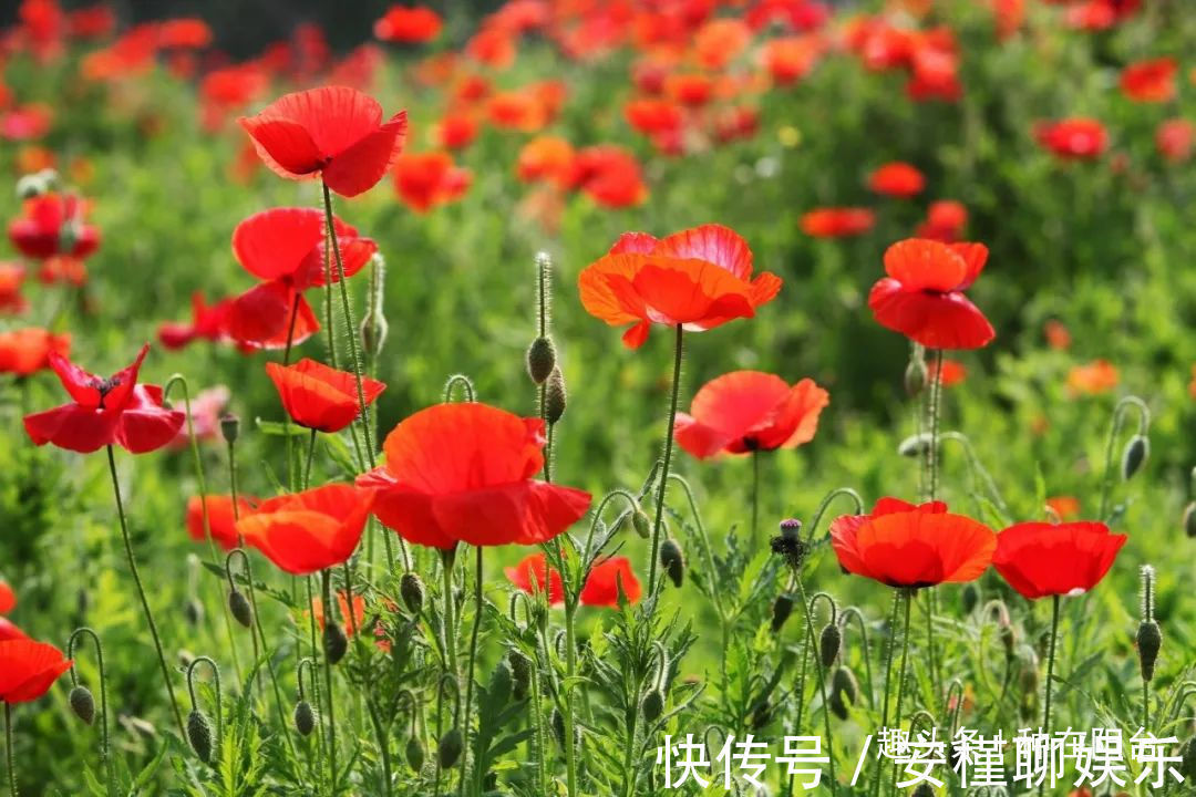 硫化氢|“舞草”虞美人,当微风拂过阳台,它如同飞舞的彩蝶栩栩如生!