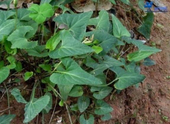 野草|农村一种花开似蝴蝶的野草,清热解毒功效高,若是遇到要珍惜