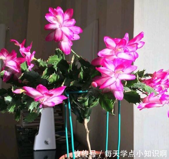 开花仙气十足,香气浓烈,遇土就活,还被大家称为“嫁接神木”!