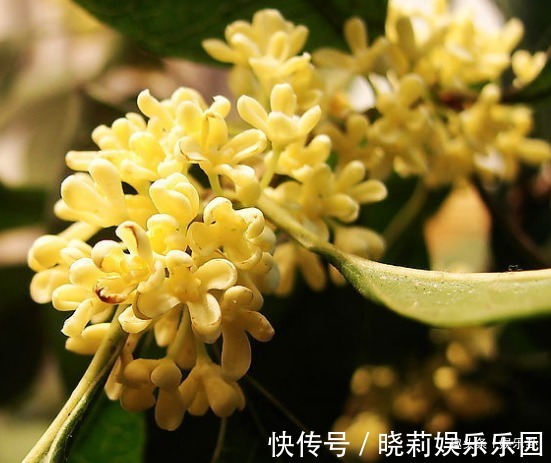 桂花！此花深受文人雅士的喜爱，风情万种格外迷人，寓意着富贵、大丰收