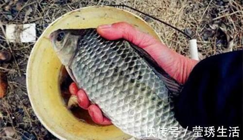 冬季手竿草边钓大鲫鱼,注意这4个要点