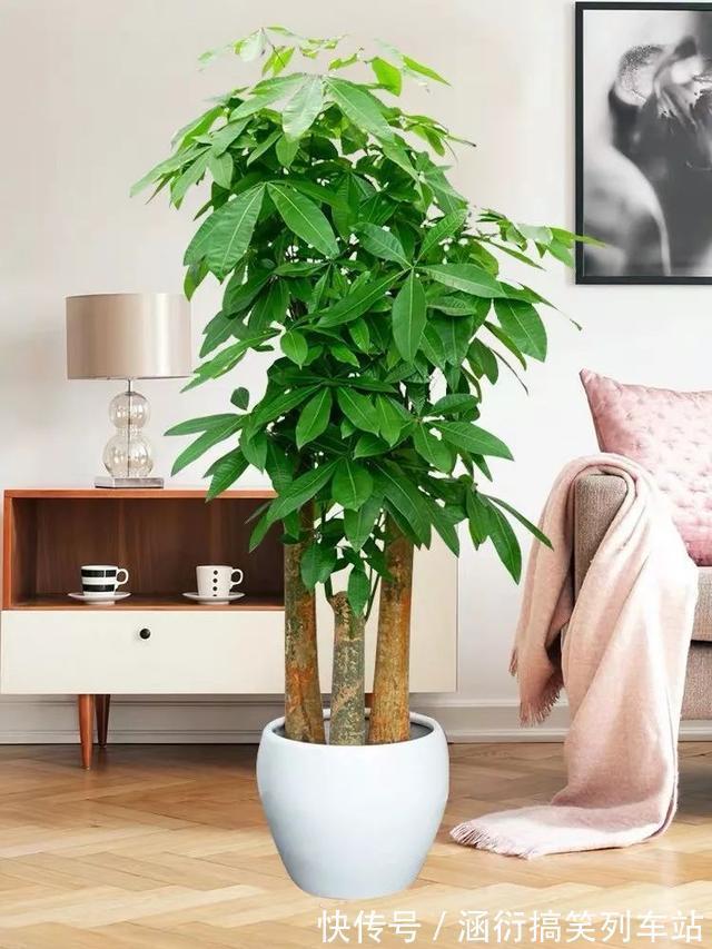 玉树|天气冷,六种花要“干养”,少水多晒才健壮,养成老桩更旺家