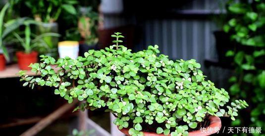 花友|夏天养金枝玉叶,掌握3个要点,不黄叶不烂根,造型别致又美观