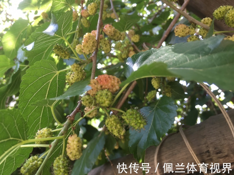 麦秋|农村随处可见的桑叶,采摘了做茶特别好,啥时候采摘为妙?