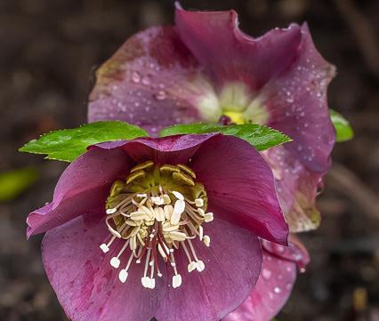5种不怕冷的花,零下30度开花,有院子的,种起来