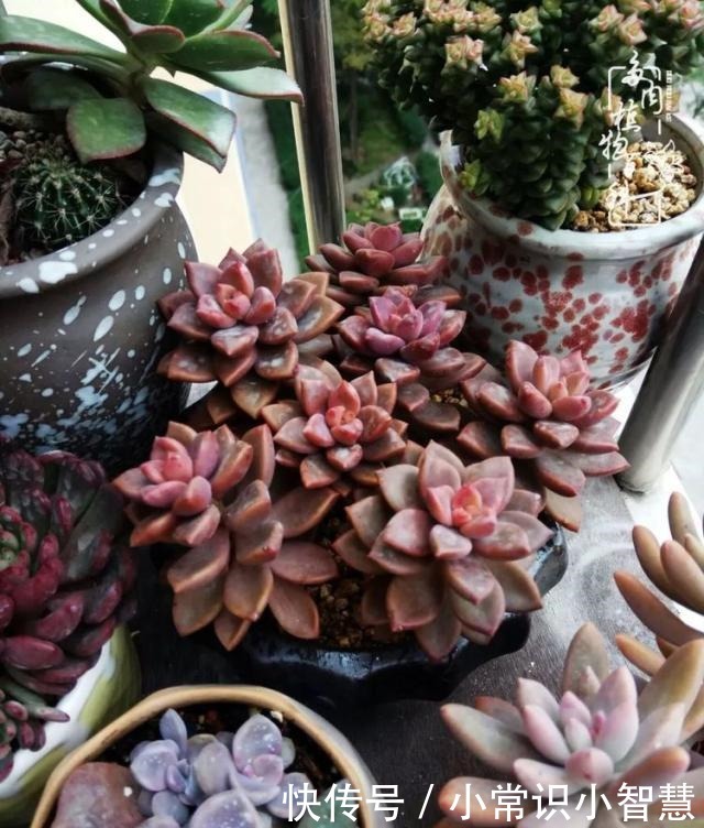 我是多肉飘窗党,我来晚了!我是多肉飘窗党,我来晚了!