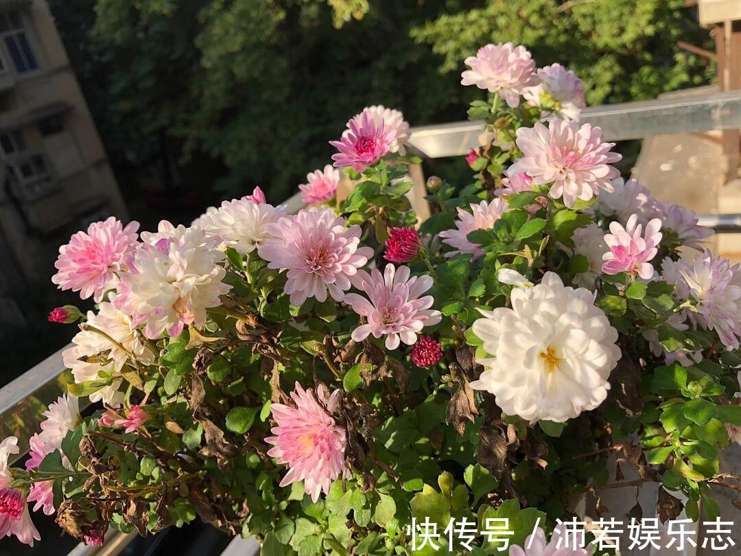 菊花|最靓的5种菊花,清纯靓丽,鲜艳光彩迷人有型,养在家里倍儿有面