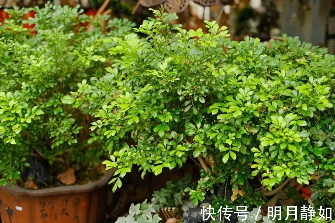 11月，千万别买这种花，养不活惹一肚子气